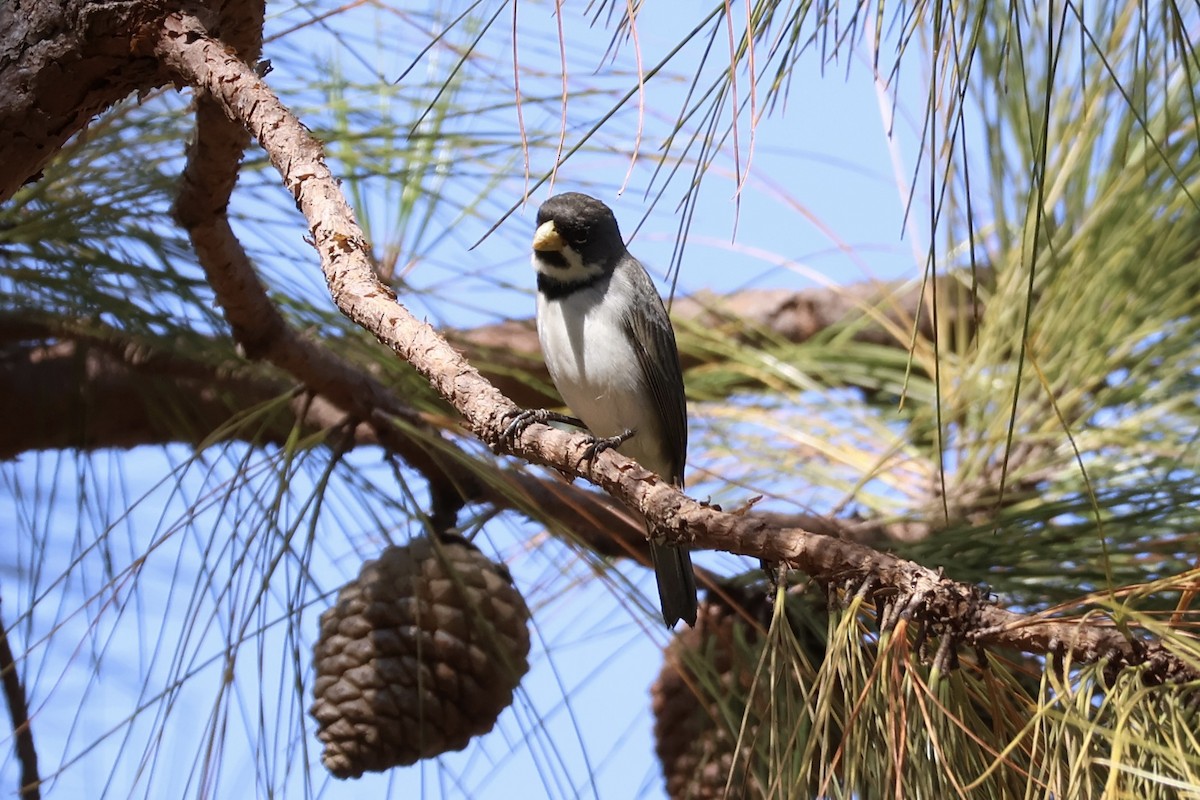 Double-collared Seedeater - ML622049531