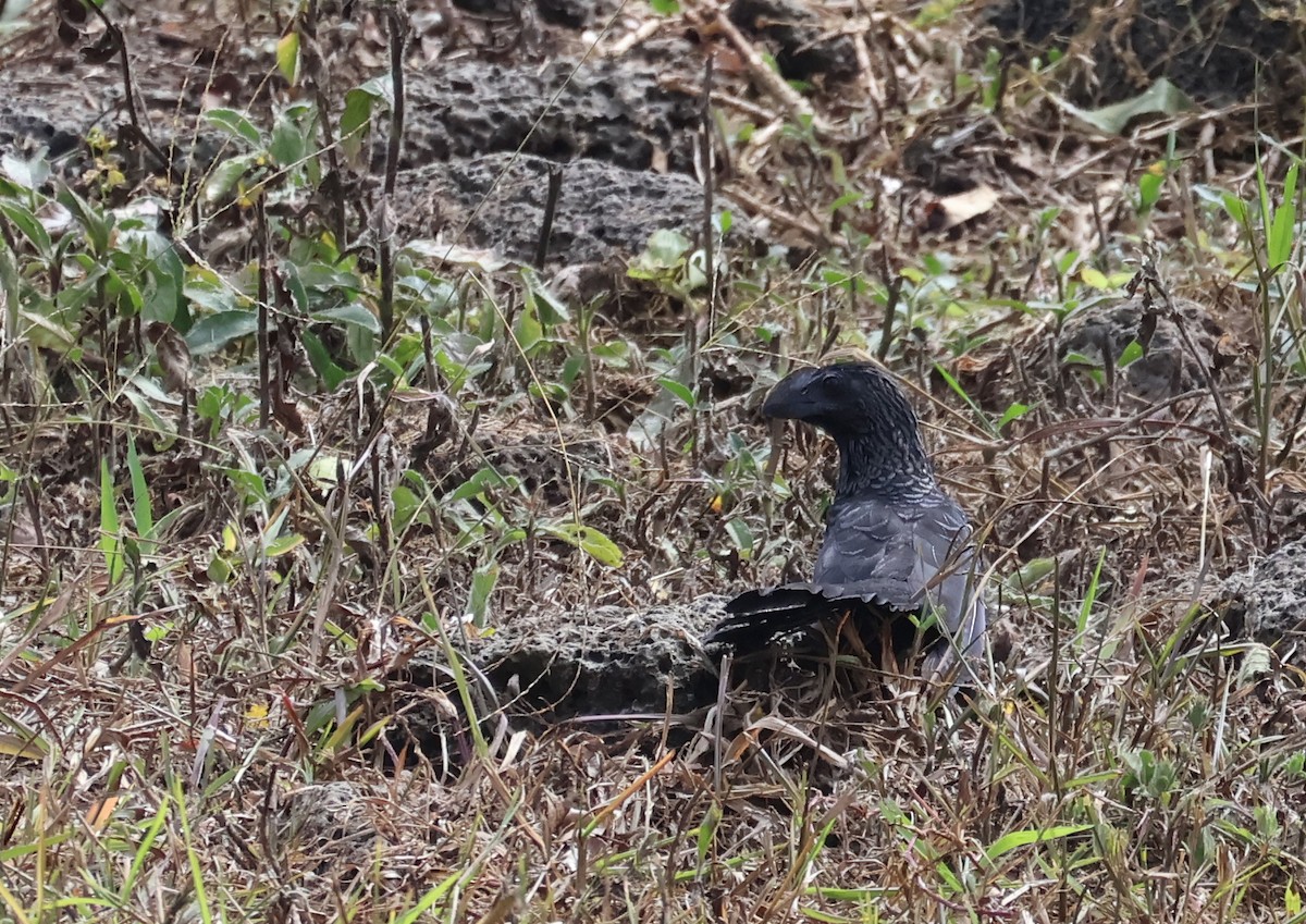 Smooth-billed Ani - ML622049532