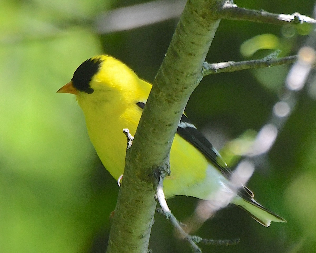 American Goldfinch - ML622049533