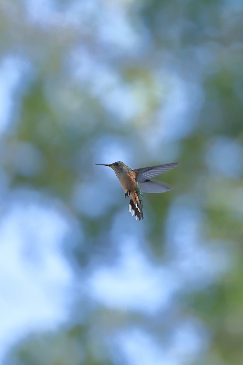 Rufous Hummingbird - ML622049534