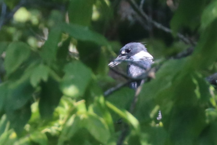 Belted Kingfisher - ML622049537