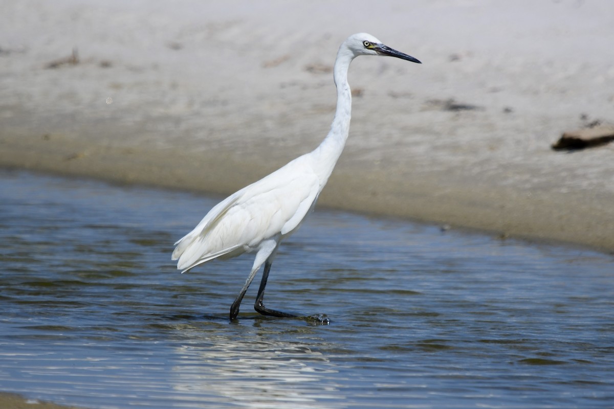 Reddish Egret - ML622049538