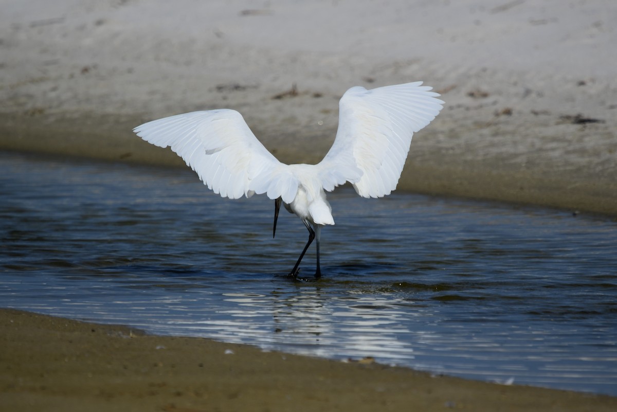 Reddish Egret - ML622049539