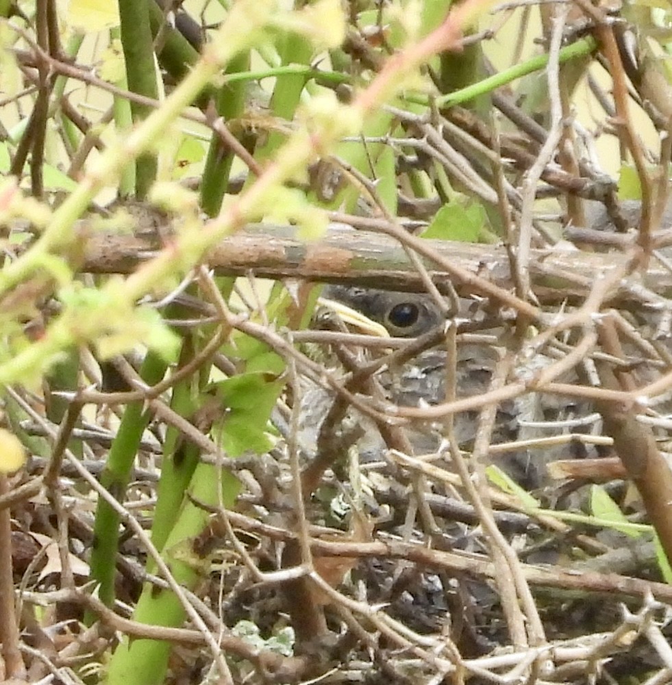 Northern Mockingbird - ML622049540