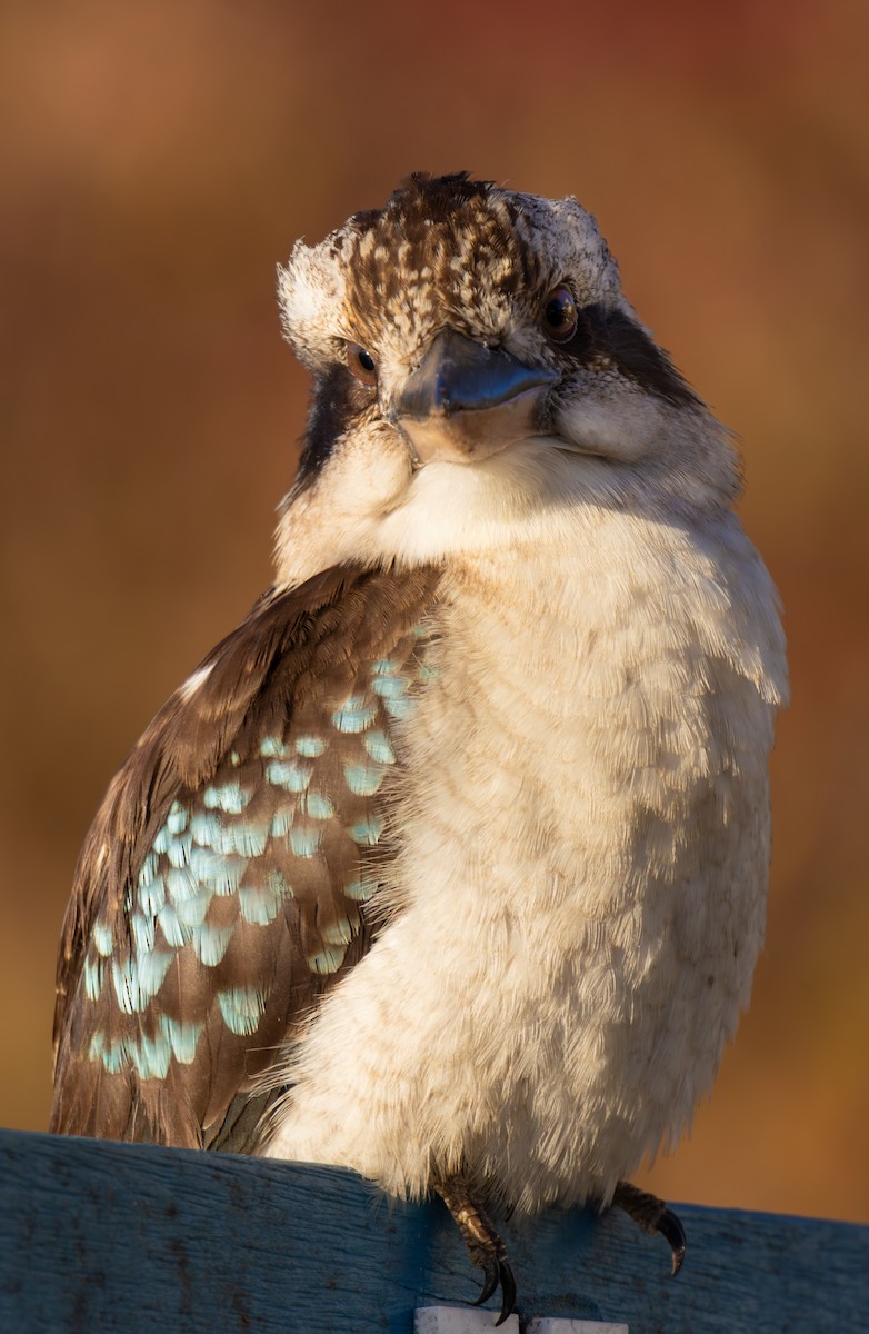 Laughing Kookaburra - ML622049541