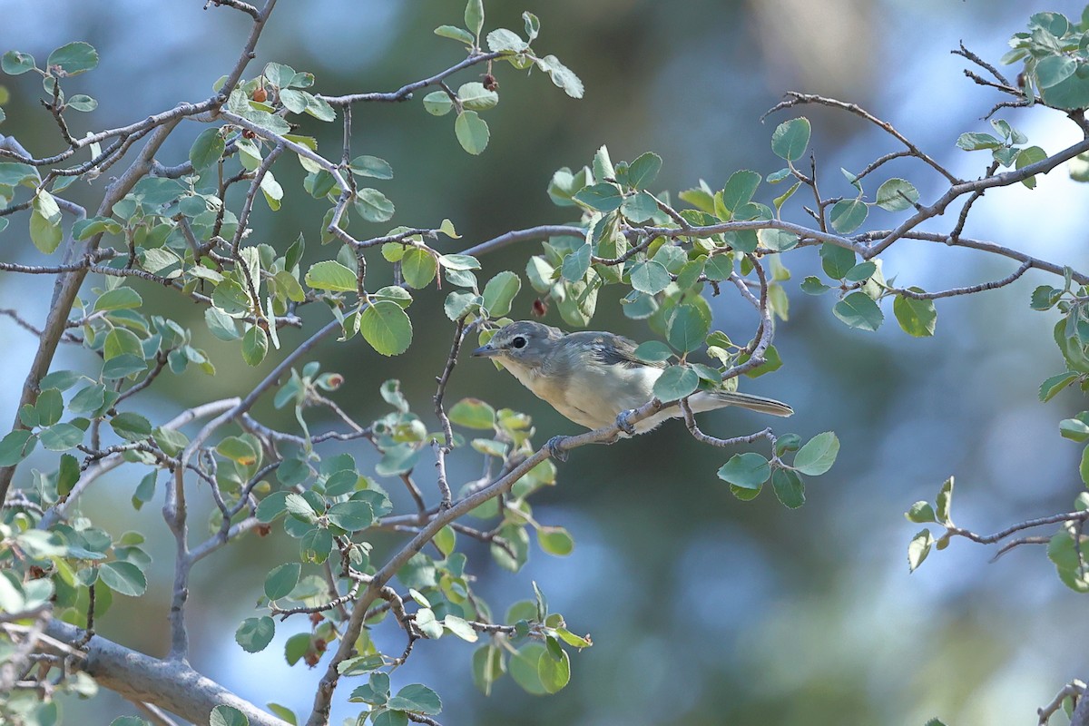 Plumbeous Vireo - ML622049542