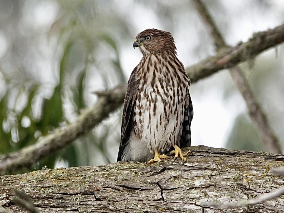 Cooper's Hawk - ML622049543