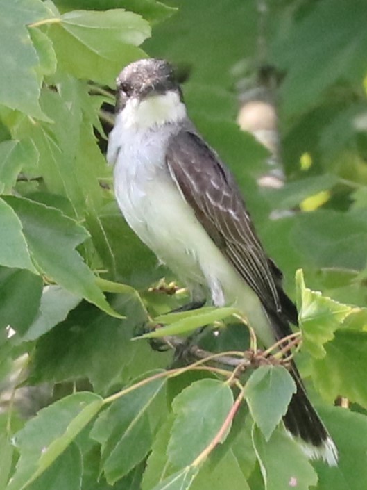 Eastern Kingbird - ML622049544