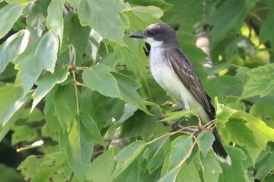 Eastern Kingbird - ML622049545