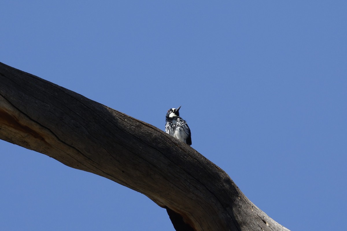 Acorn Woodpecker - ML622049546