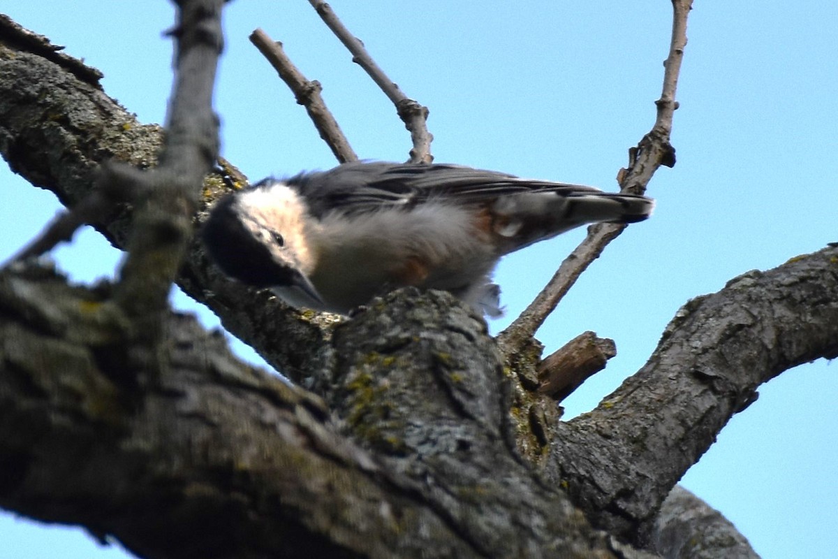 White-breasted Nuthatch - ML622049547