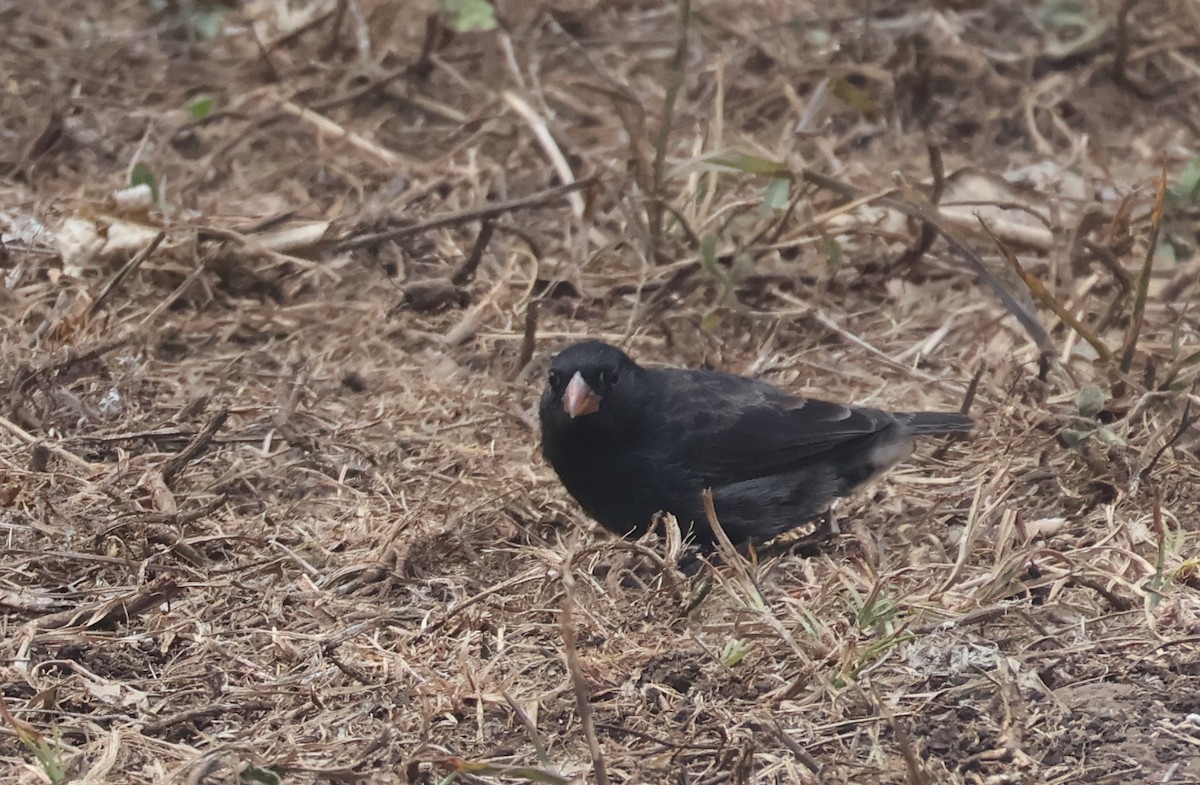 Vegetarian Finch - ML622049549