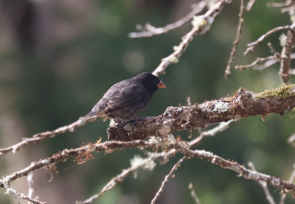 Vegetarian Finch - ML622049550