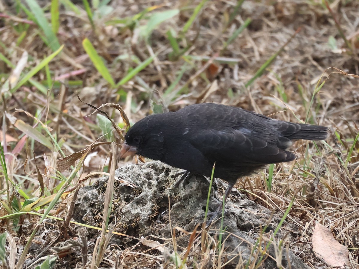 Vegetarian Finch - ML622049551