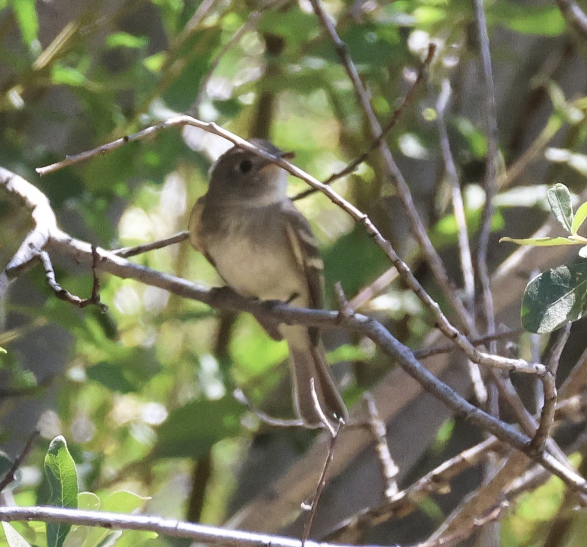 Dusky Flycatcher - ML622049552