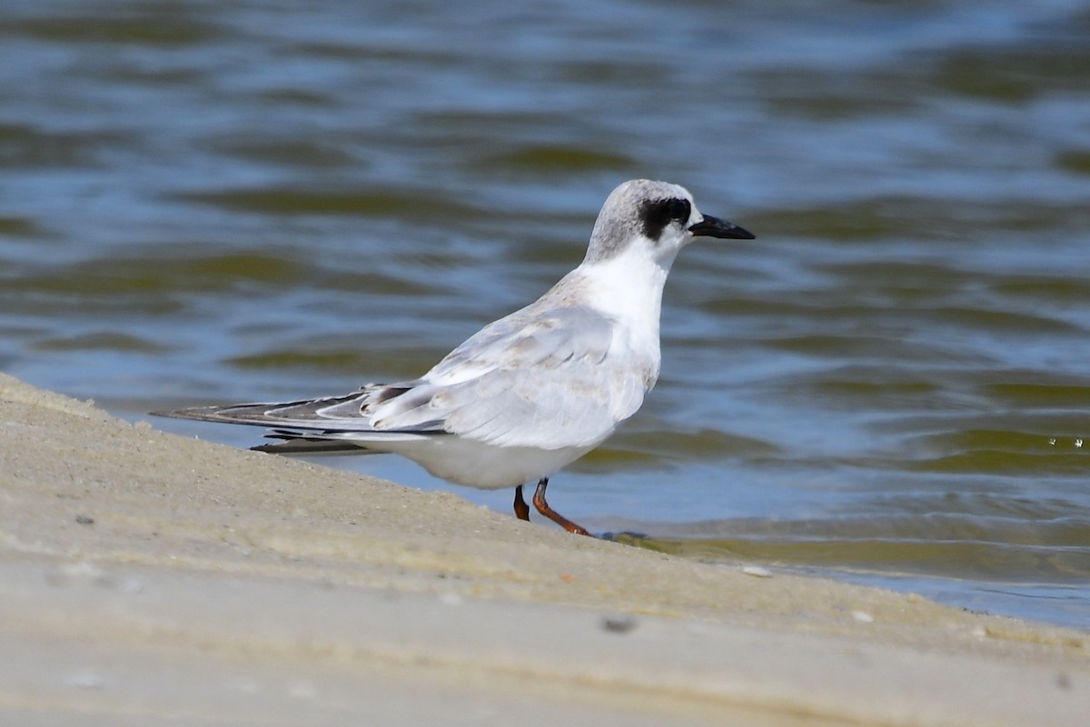 Forster's Tern - ML622049555