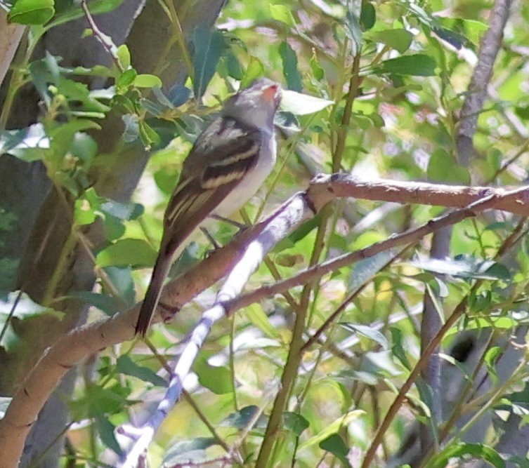 Dusky Flycatcher - ML622049556