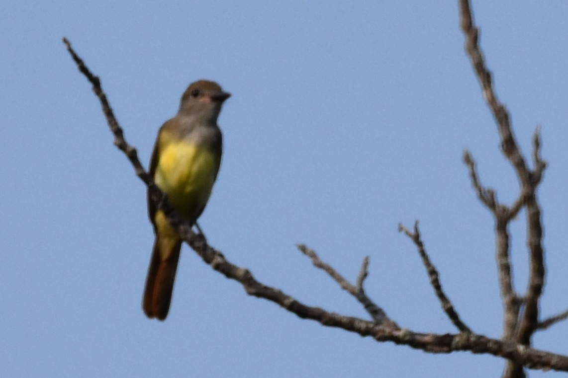 Great Crested Flycatcher - ML622049557