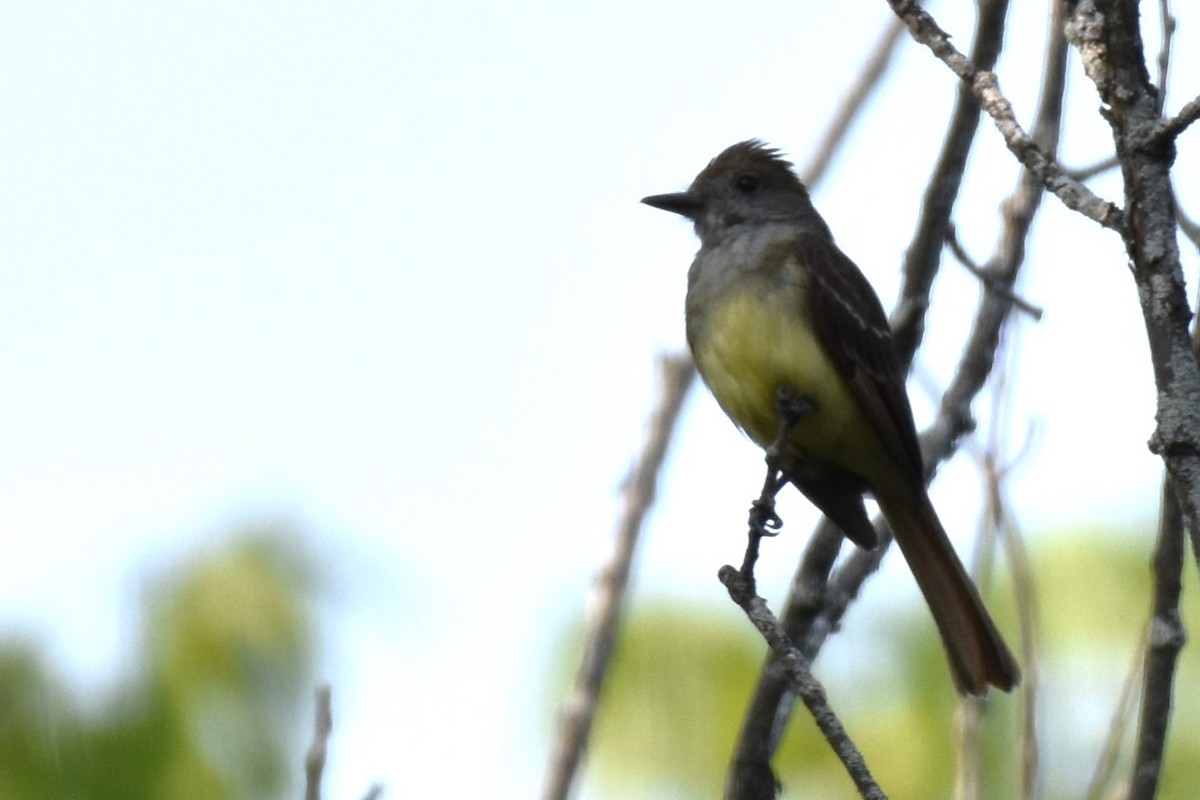 Great Crested Flycatcher - ML622049558