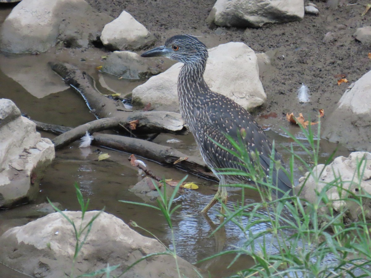 Yellow-crowned Night Heron - ML622049562