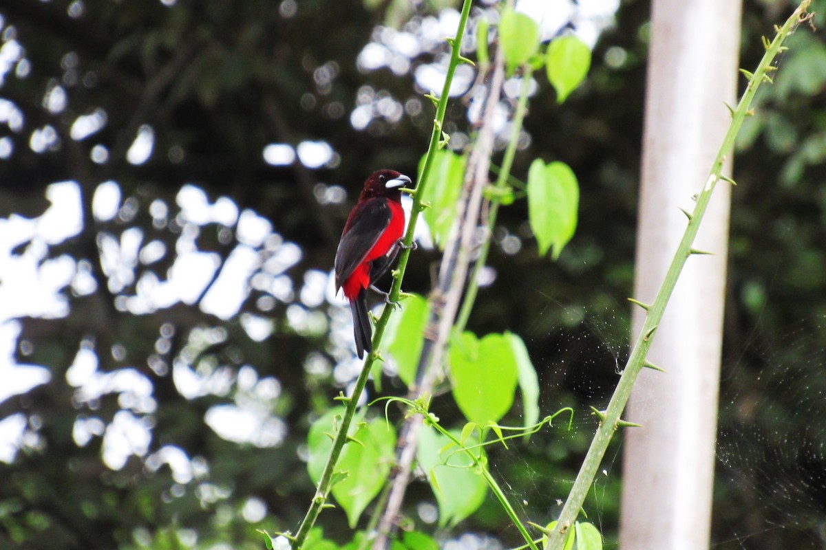 Crimson-backed Tanager - ML622049570