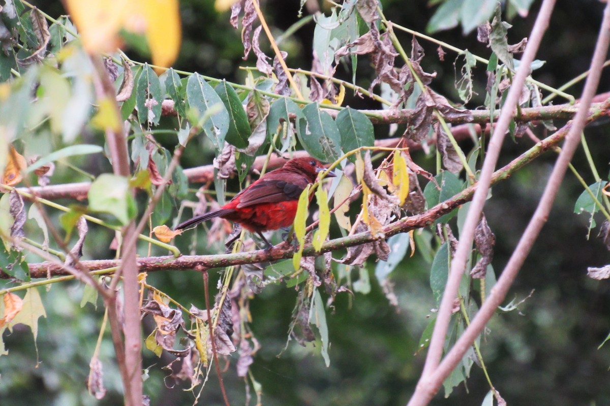 Crimson-backed Tanager - ML622049574