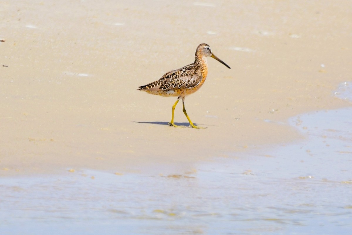 Short-billed Dowitcher - ML622049577