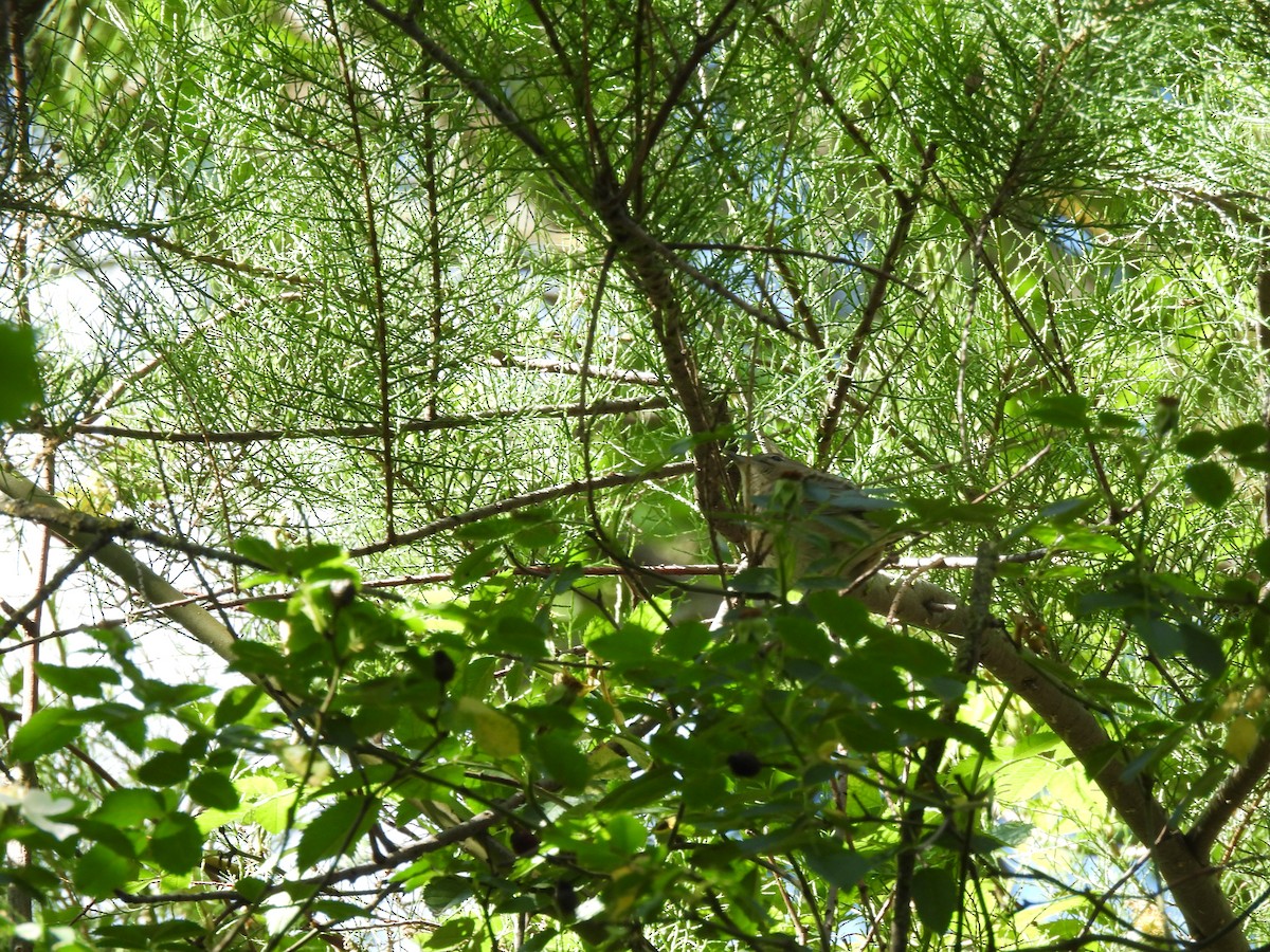 Garden Warbler - Rachel Barham