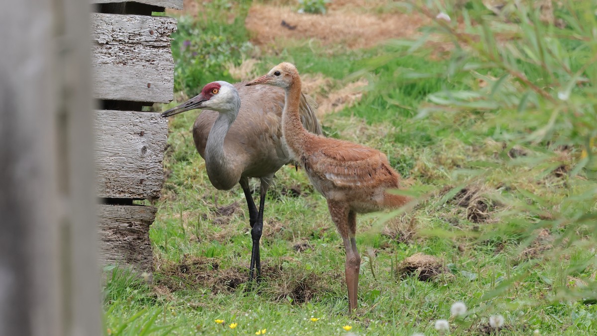 Sandhill Crane - ML622049583