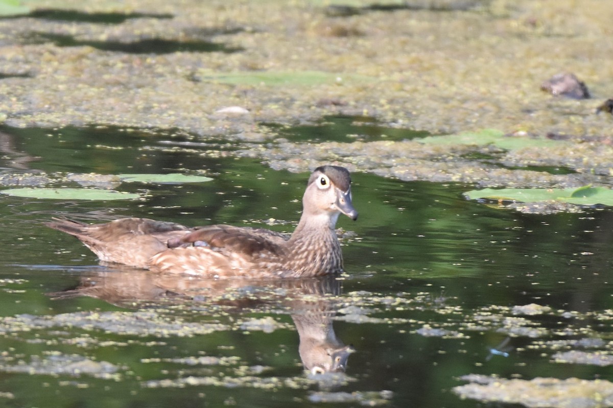 Wood Duck - ML622049584