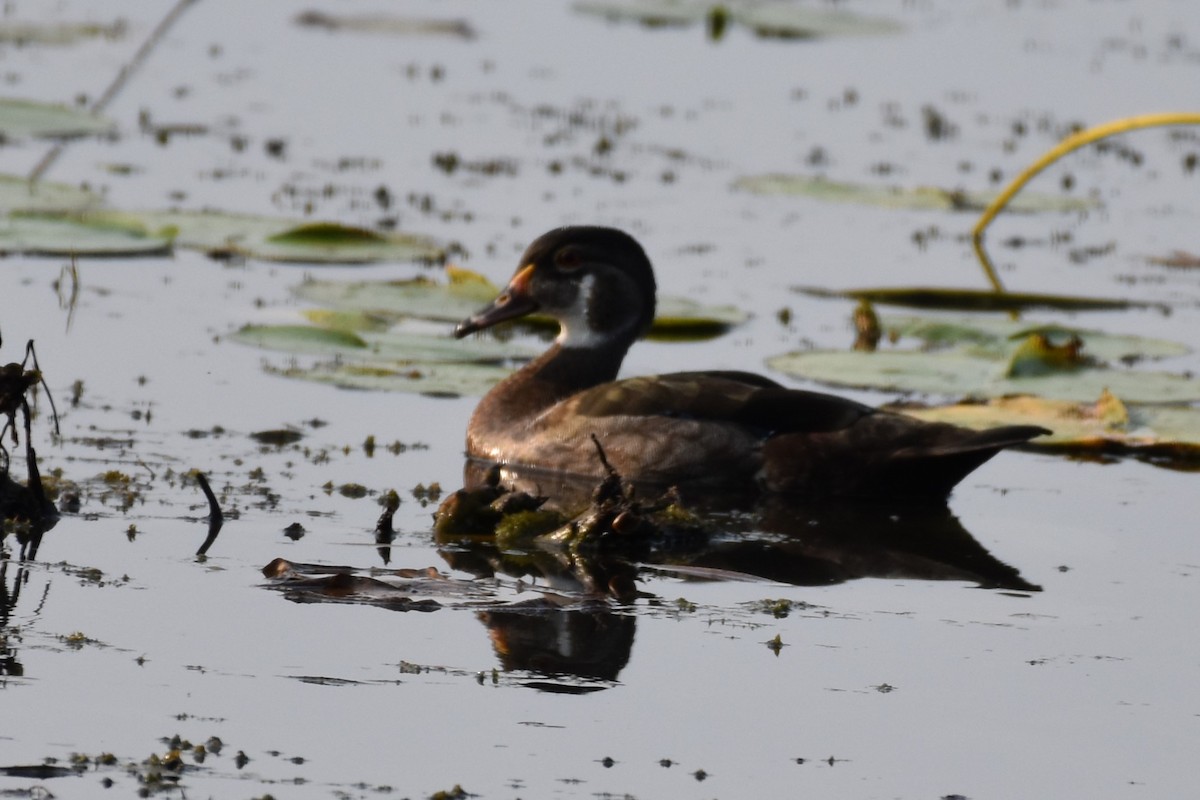 Wood Duck - ML622049585