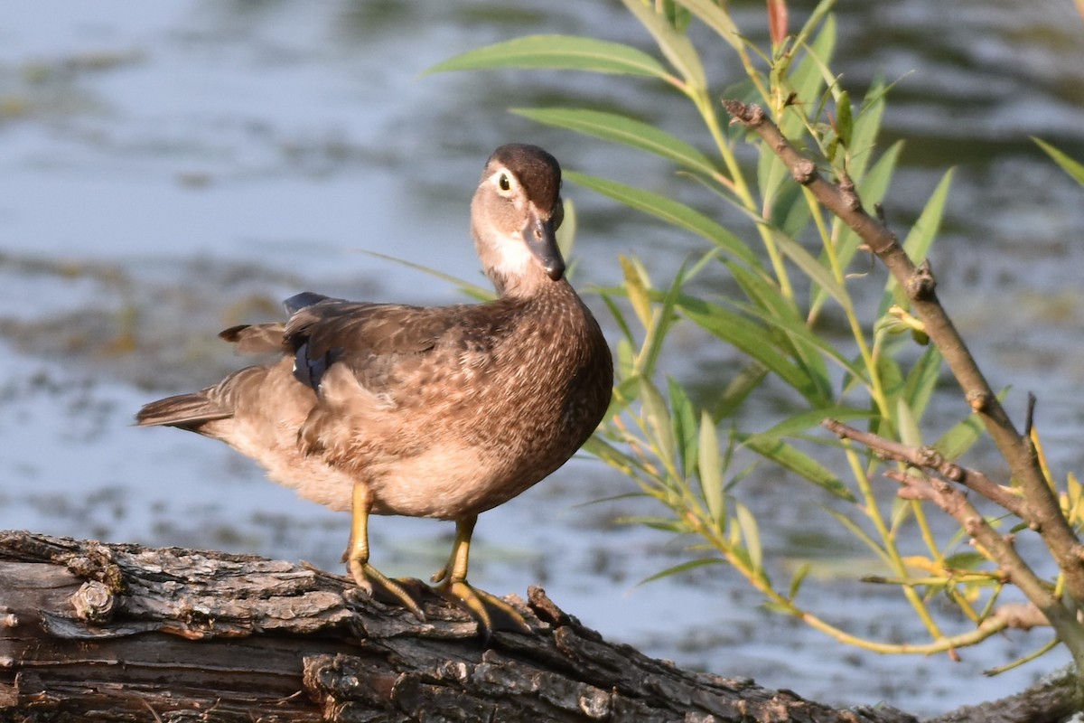 Wood Duck - ML622049586