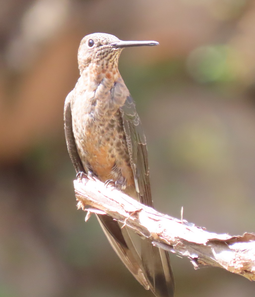 Giant Hummingbird - ML622049587