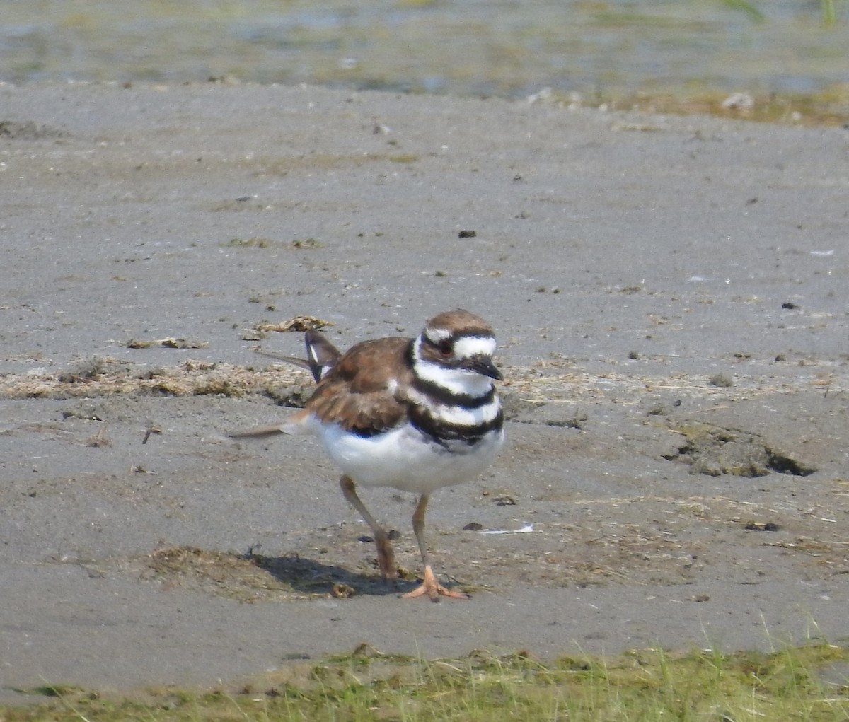 Killdeer - Brent Murphy