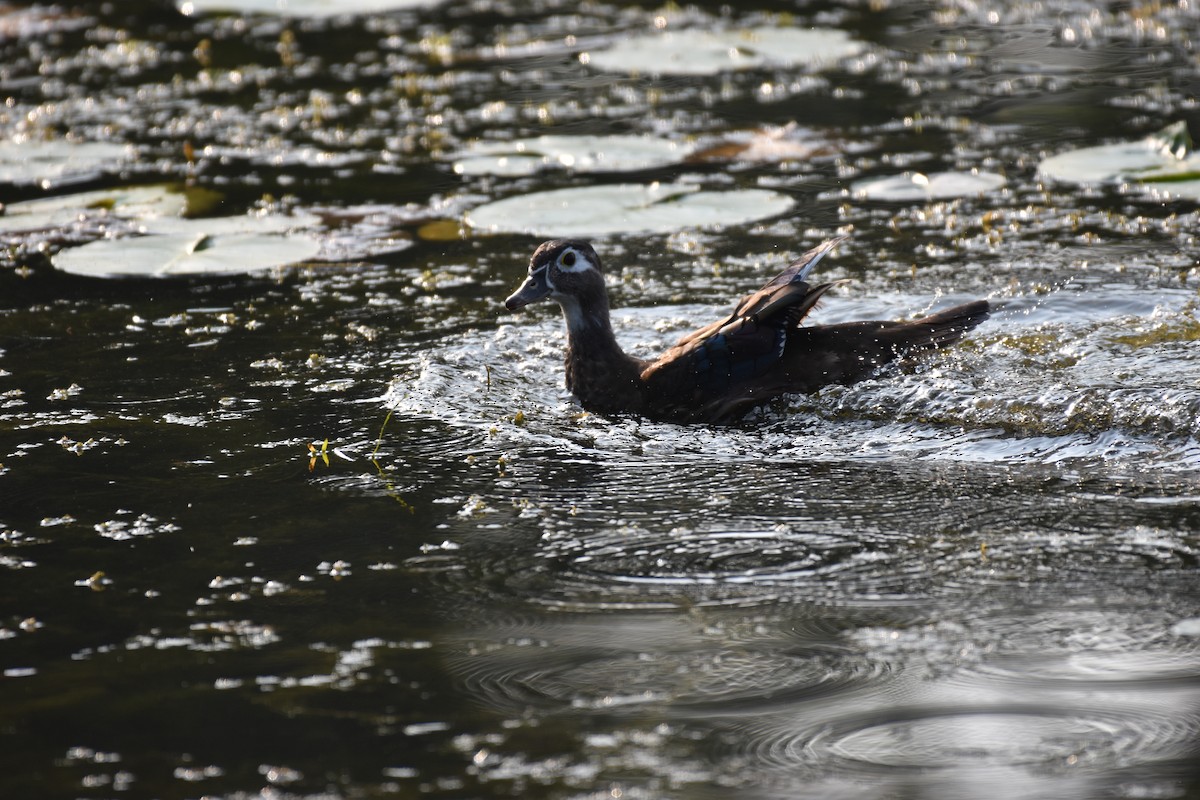 Wood Duck - ML622049589