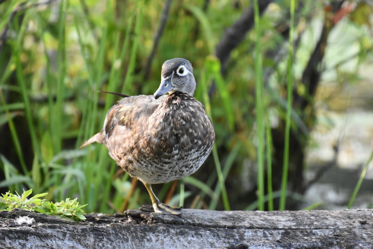 Wood Duck - ML622049590