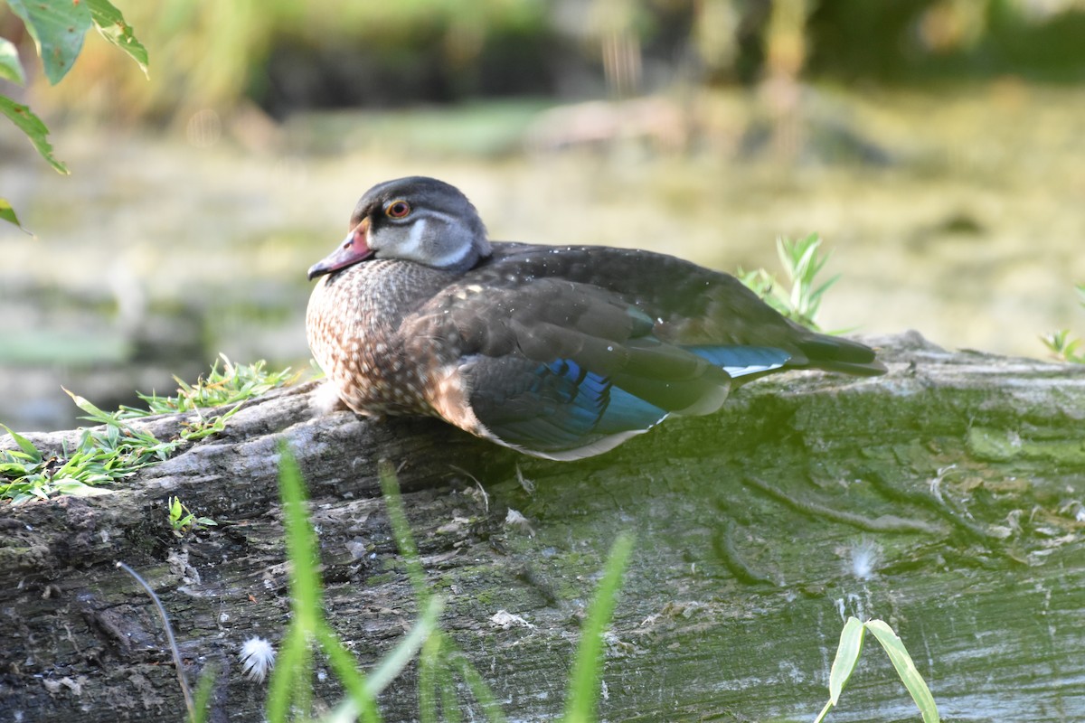 Wood Duck - ML622049592