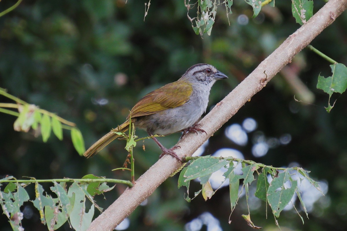 Black-striped Sparrow - ML622049594