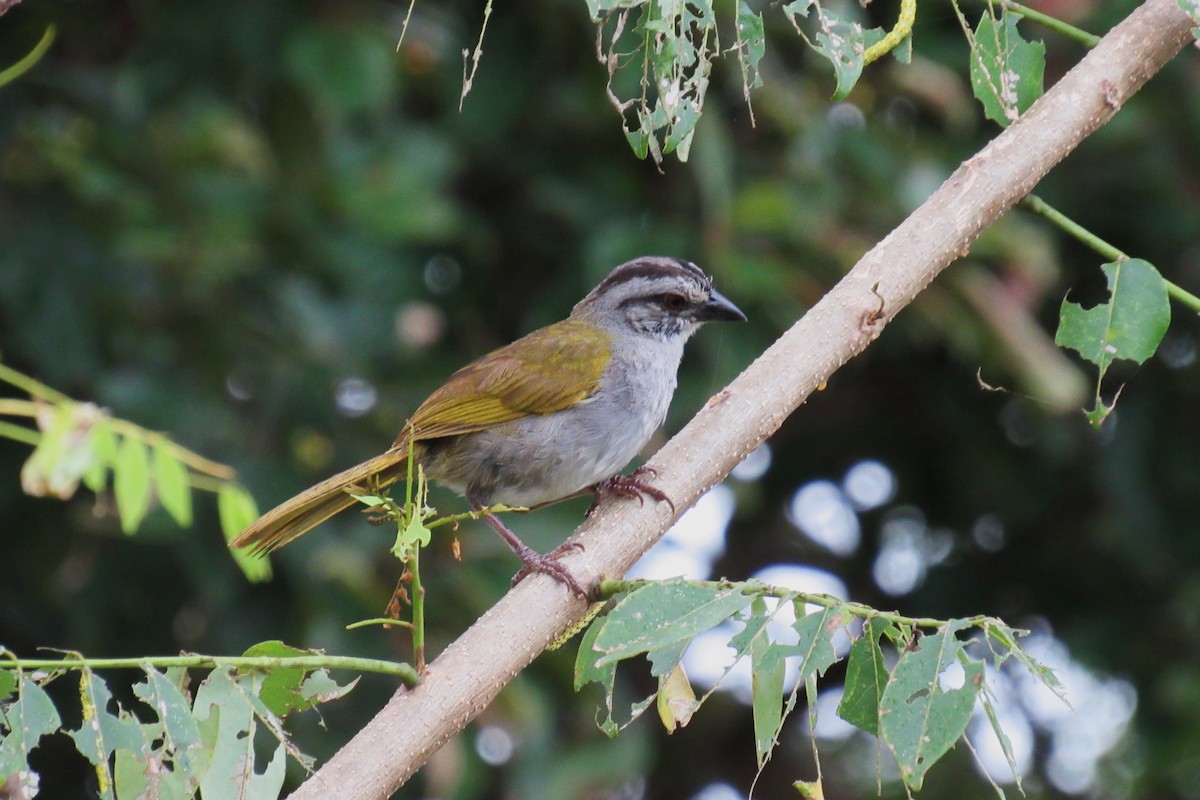 Black-striped Sparrow - ML622049595