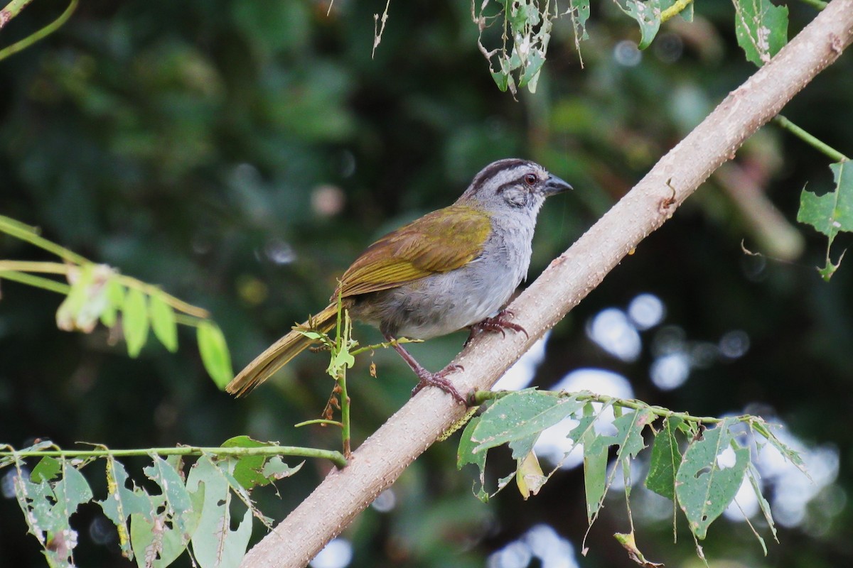 Black-striped Sparrow - Aneth Pérez