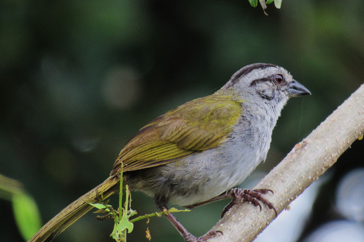 Black-striped Sparrow - ML622049598