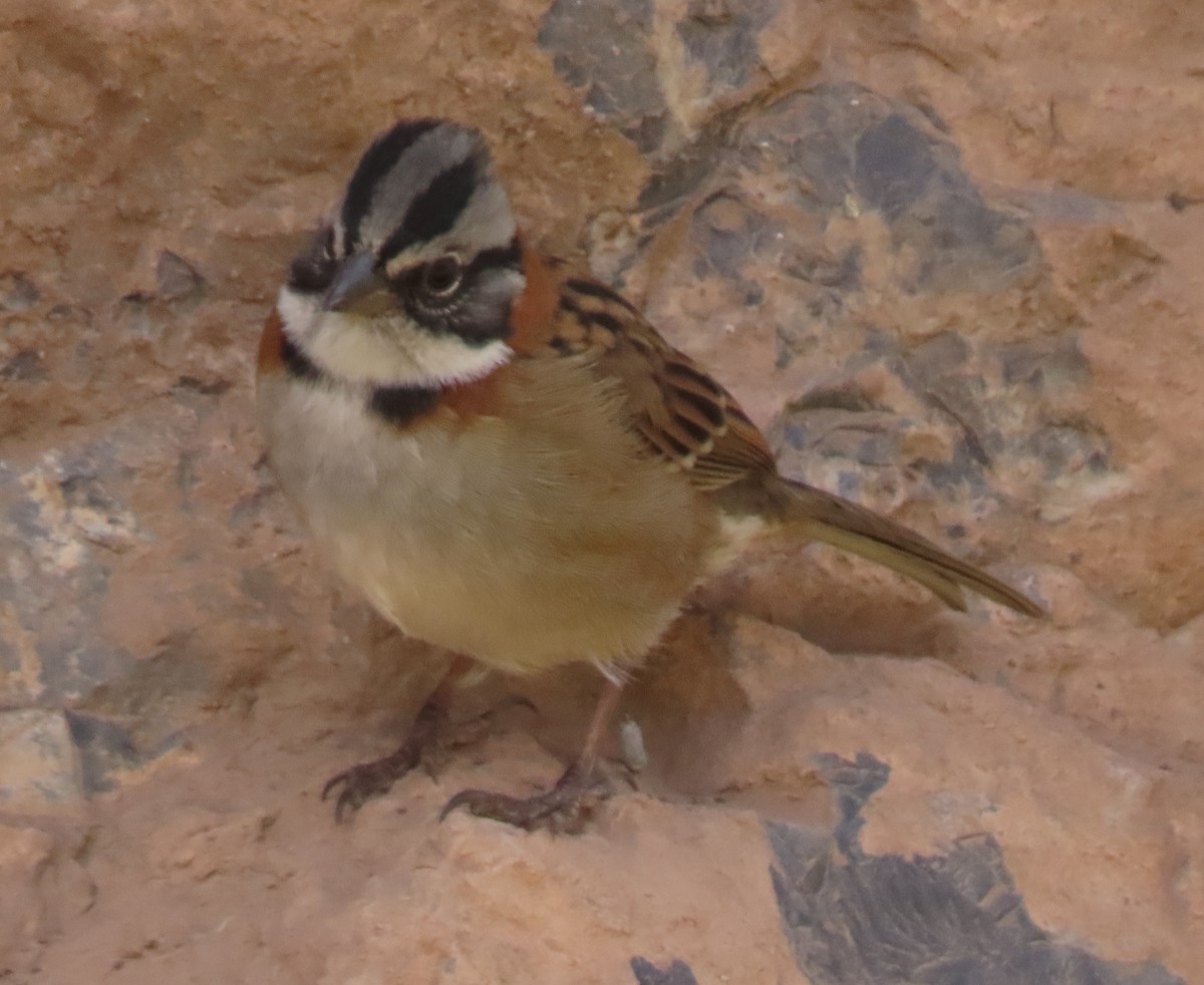 Rufous-collared Sparrow - ML622049599