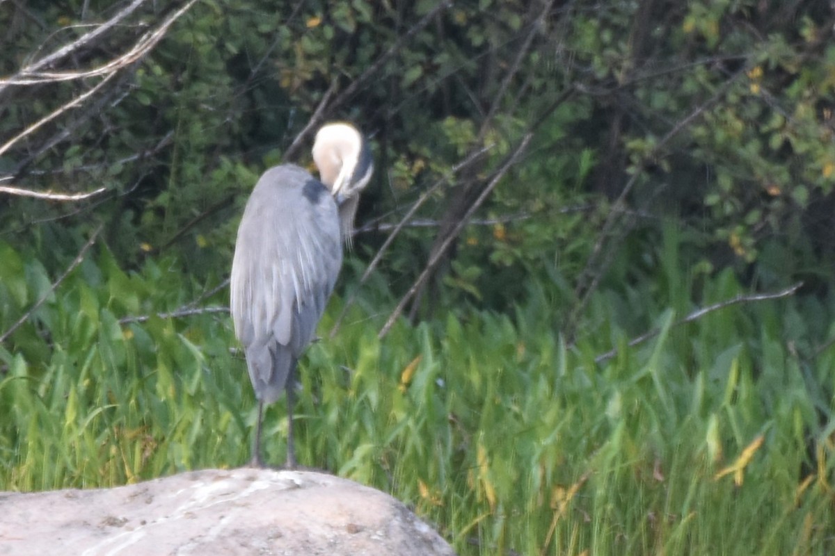 Great Blue Heron - Garry Waldram