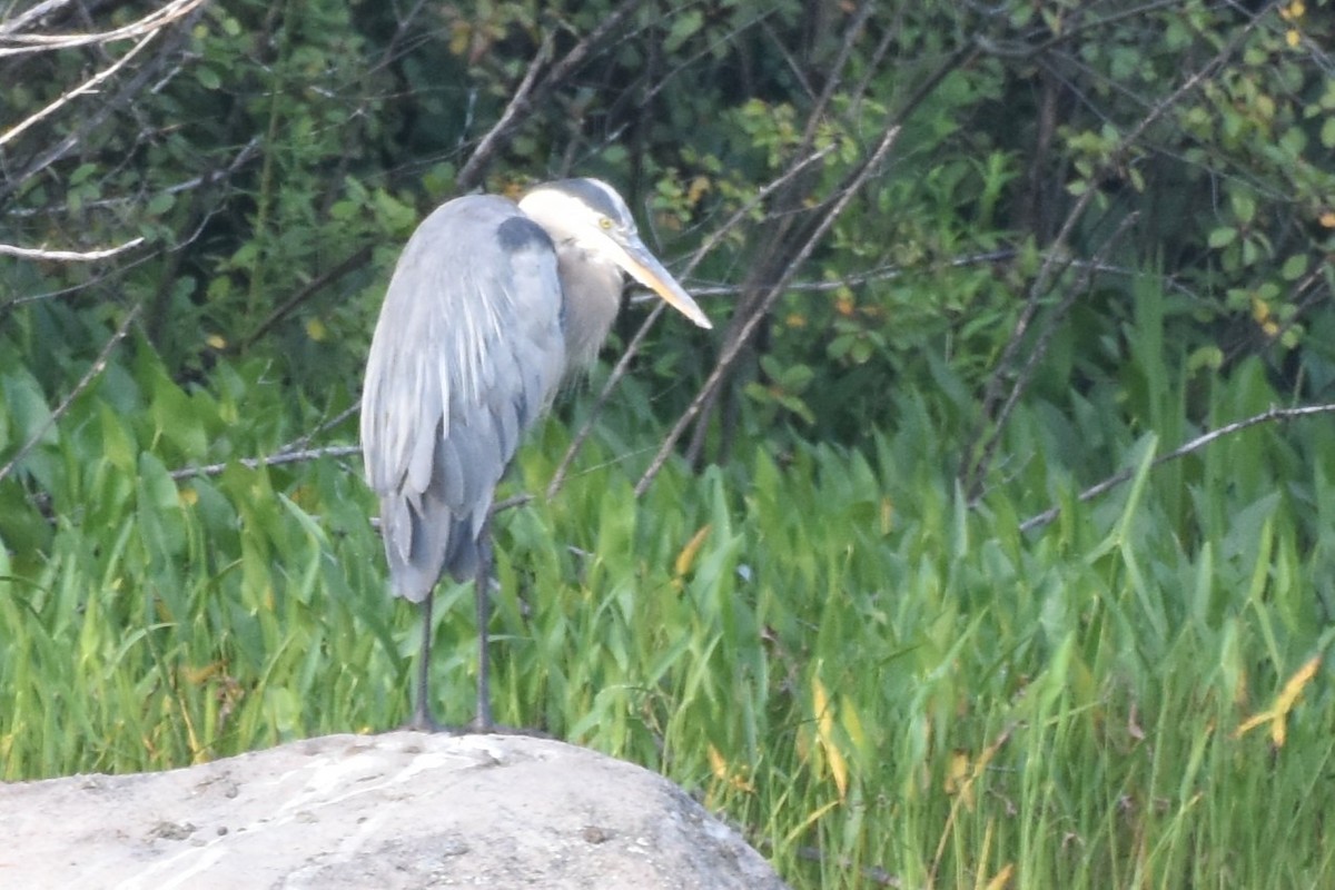 Great Blue Heron - ML622049601