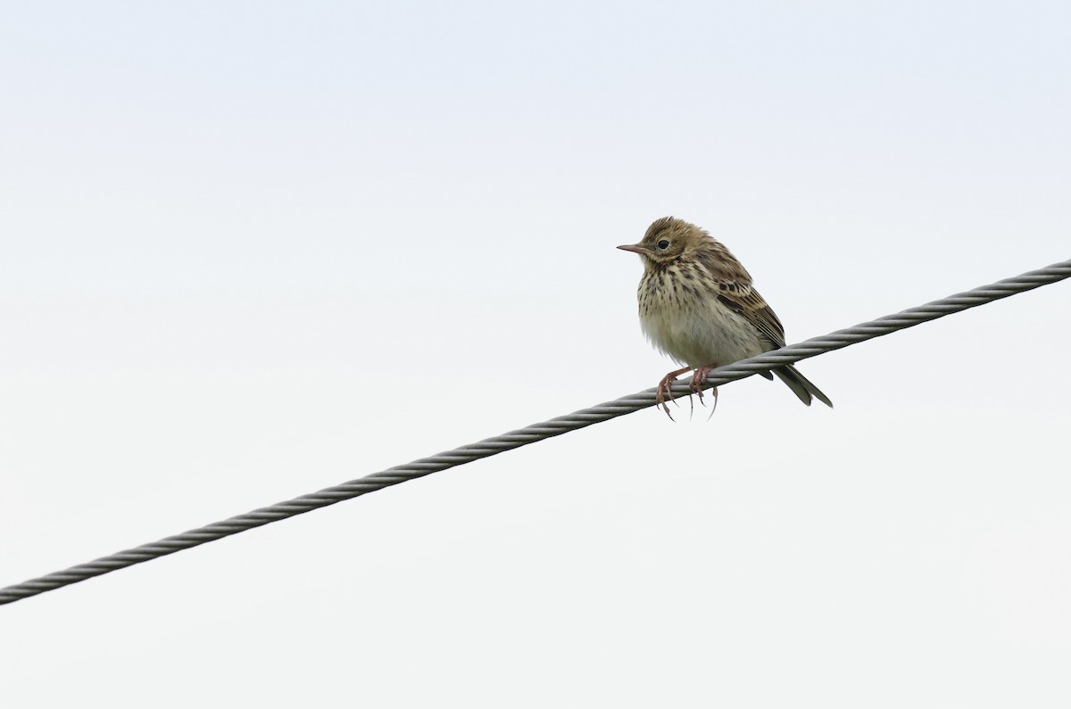 Tree Pipit - ML622049602