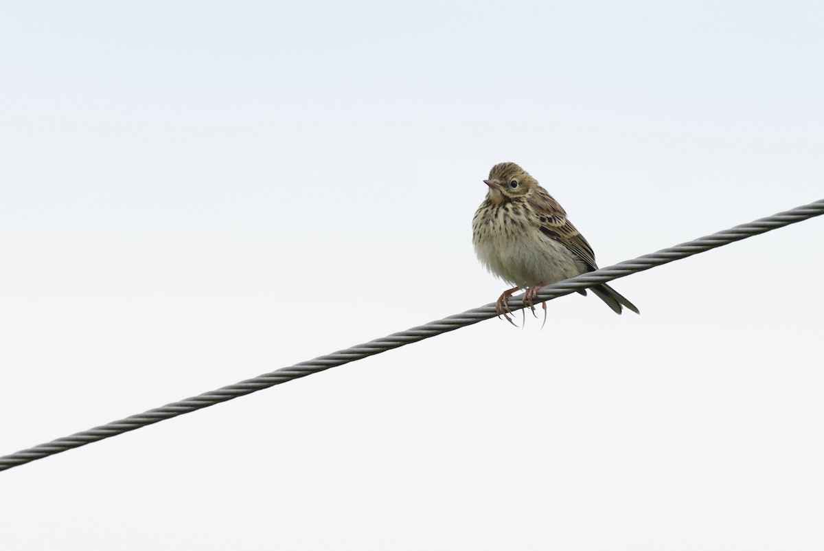 Tree Pipit - ML622049603