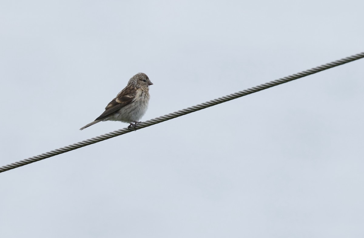 Lesser Redpoll - ML622049604