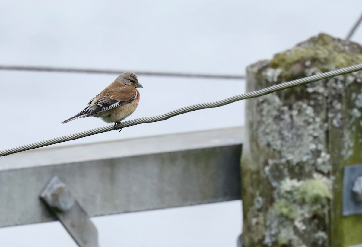 Eurasian Linnet - ML622049605