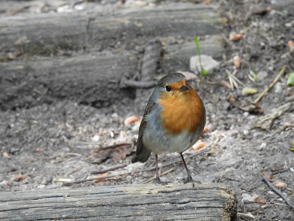 European Robin - ML622049606