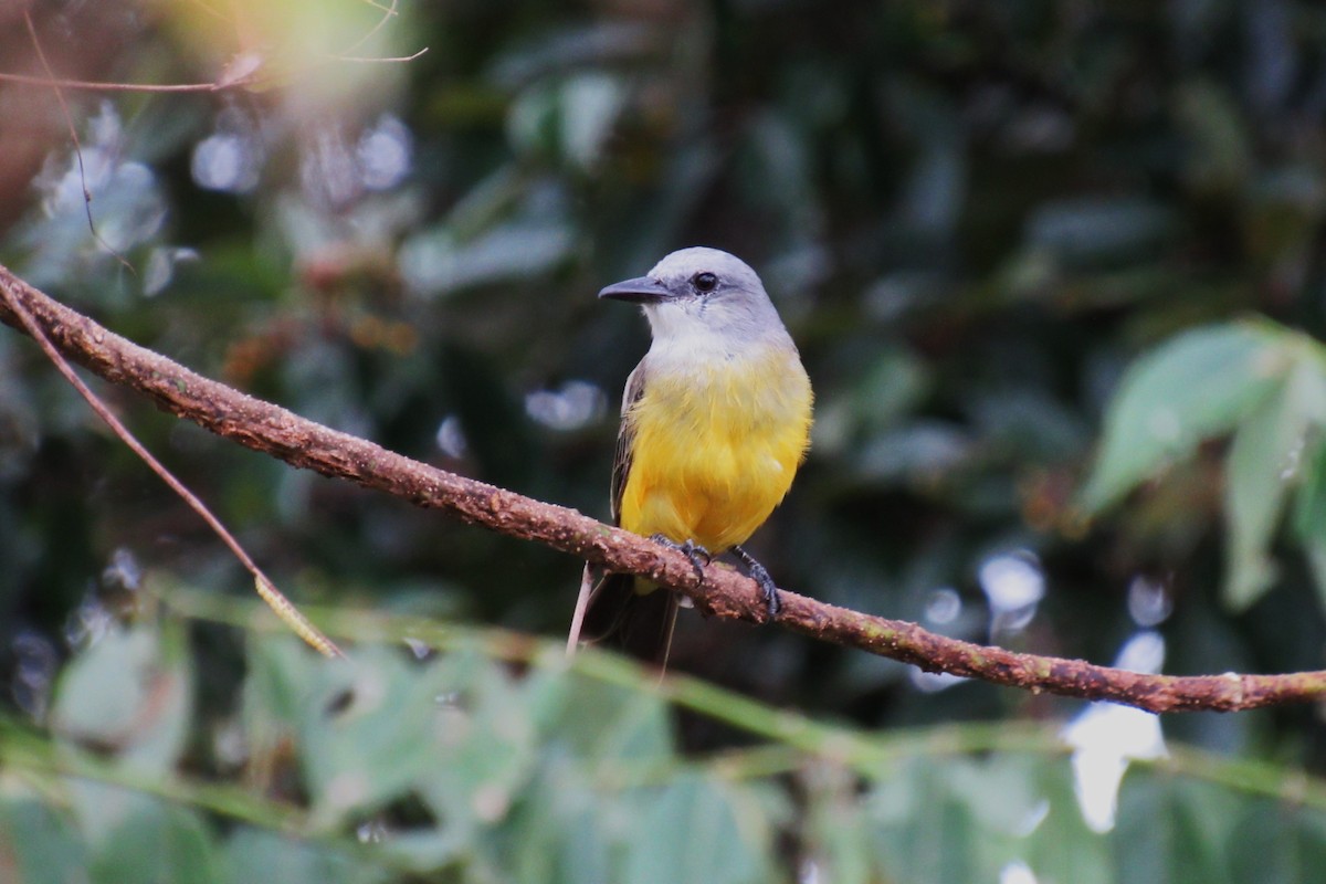 Tropical Kingbird - ML622049609